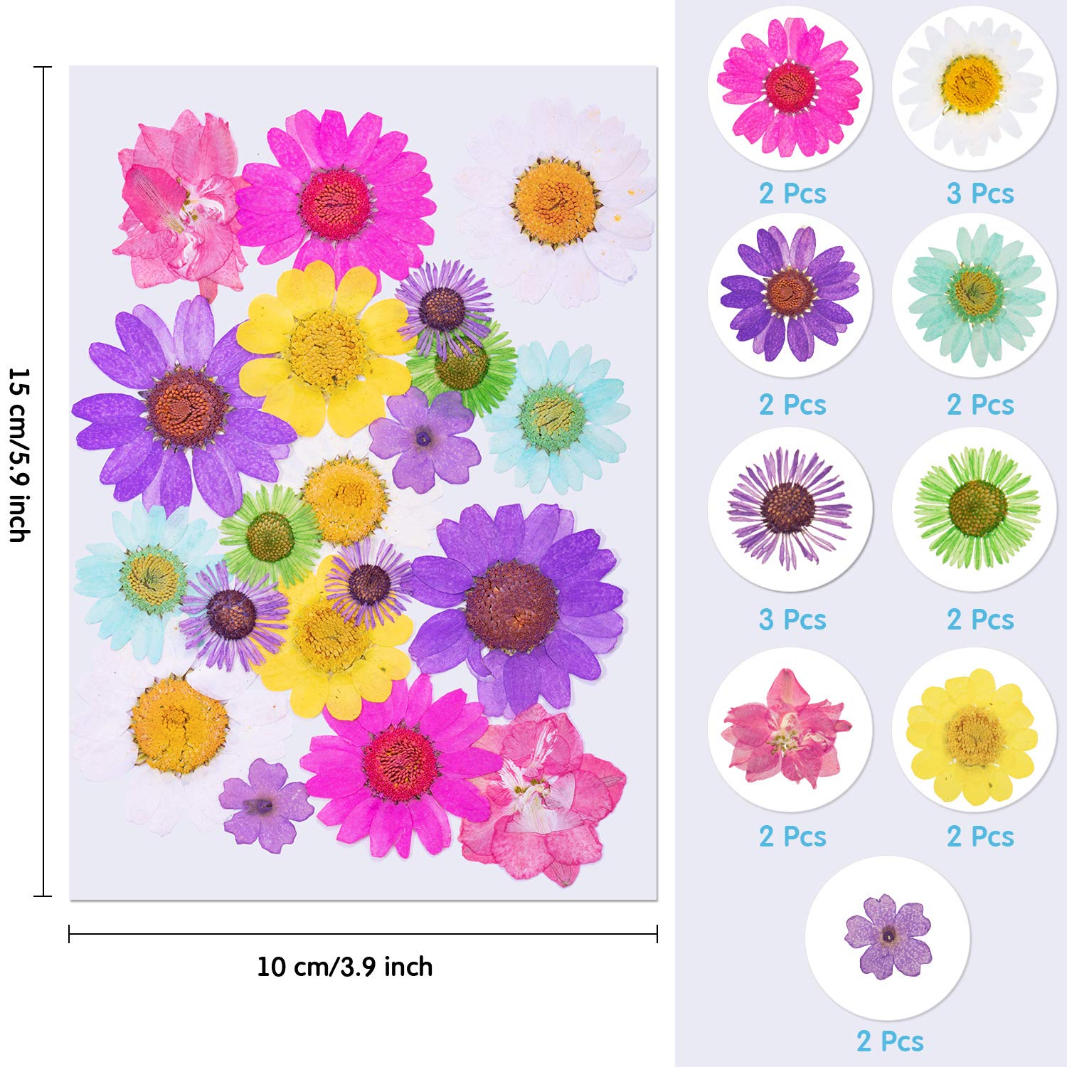 144 Pieces Dried Pressed Flowers Natural Dried Flowers Colorful